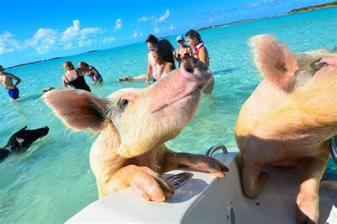 carnival swimming with pigs|Nassau Bahamas Swimming With The Pigs Experience